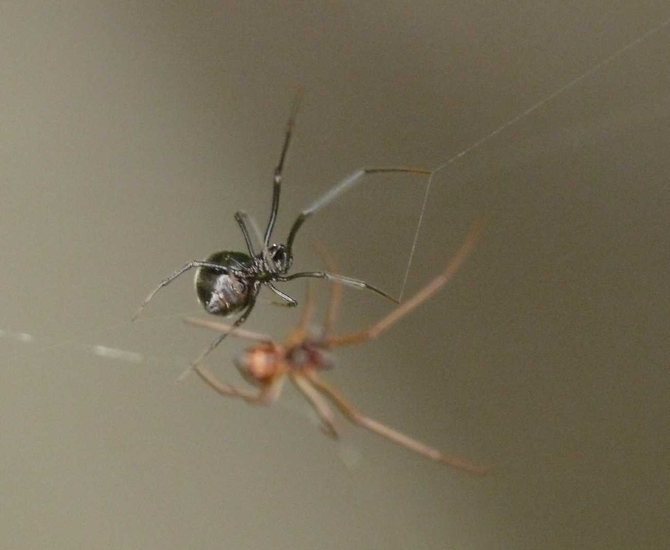 Coppia di trapezisti (Argyrodes)